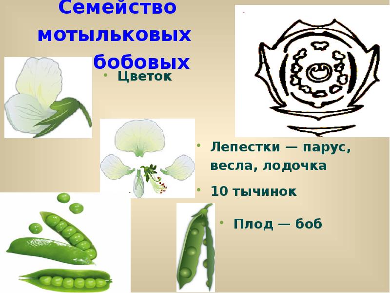 Семейство мотыльковые презентация