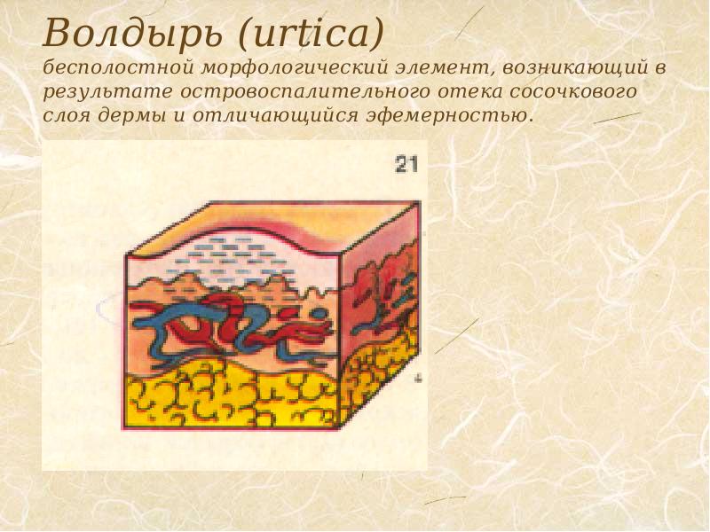 Первичные морфологические элементы презентация