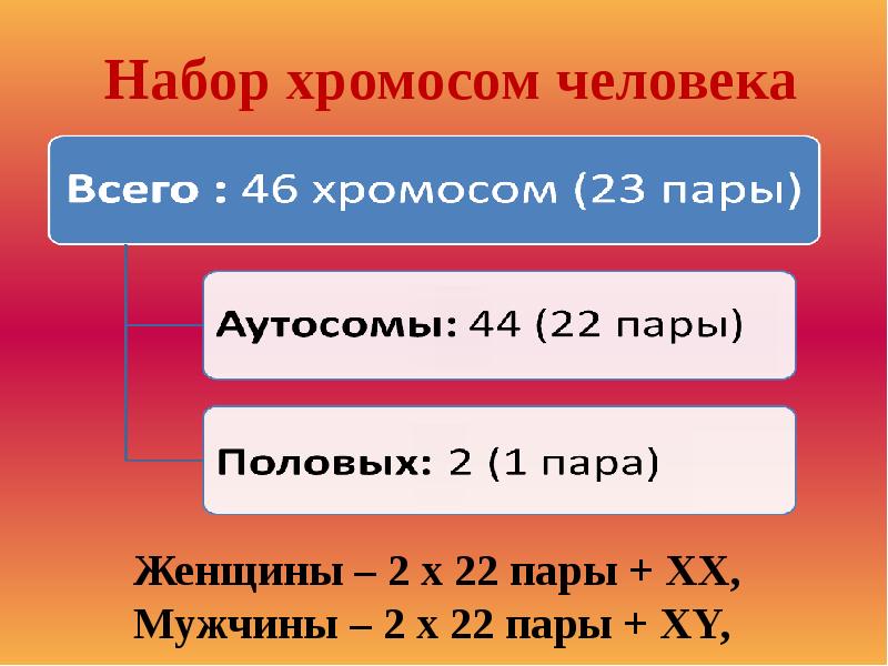 Набор хромосом человека биология. Что такое хромосомы сколько у человека. Генетика пола кариотип человека. Нормальный набор хромосом человека таблица. Кариотип человека.