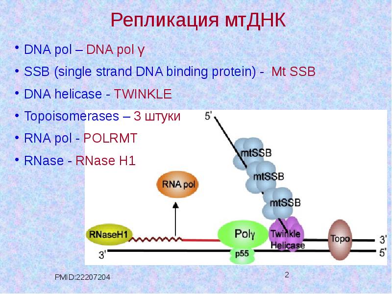 Репликация схема процесса ферменты