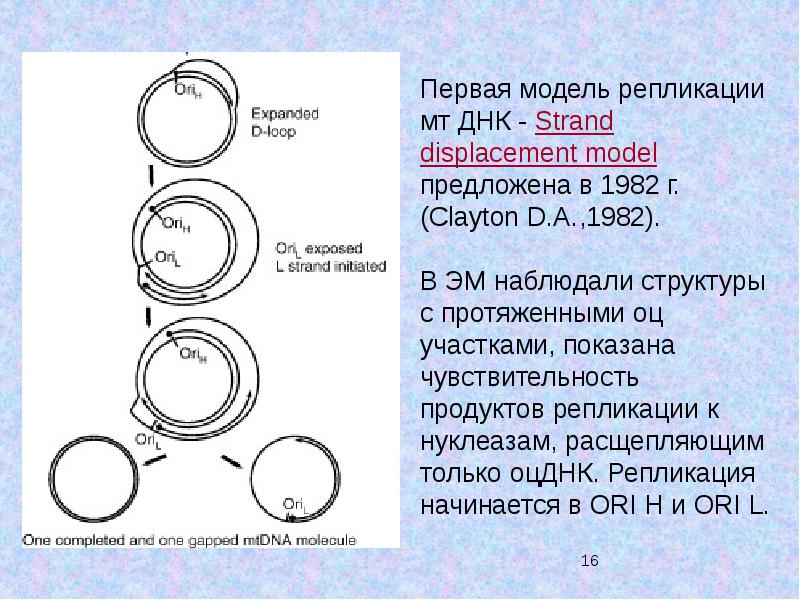 1 репликация. Репликация МТДНК старт.