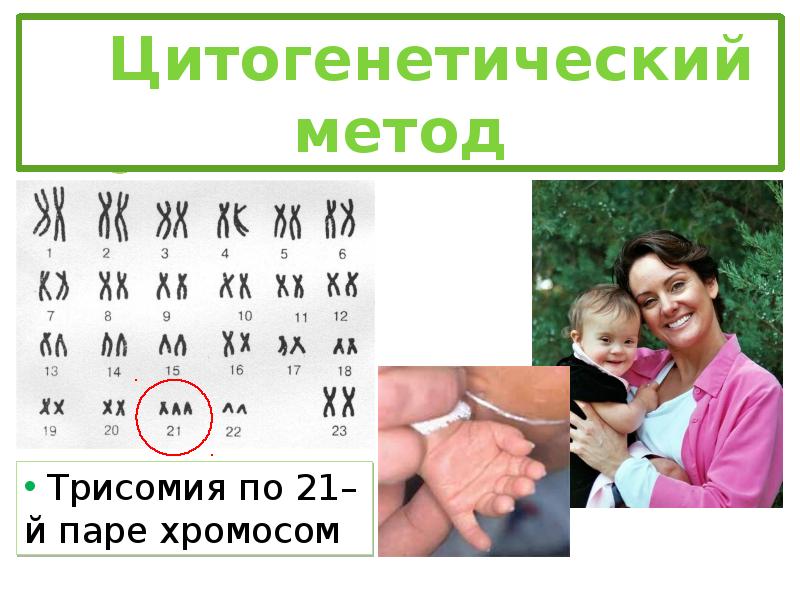 Цитогенетический метод картинки