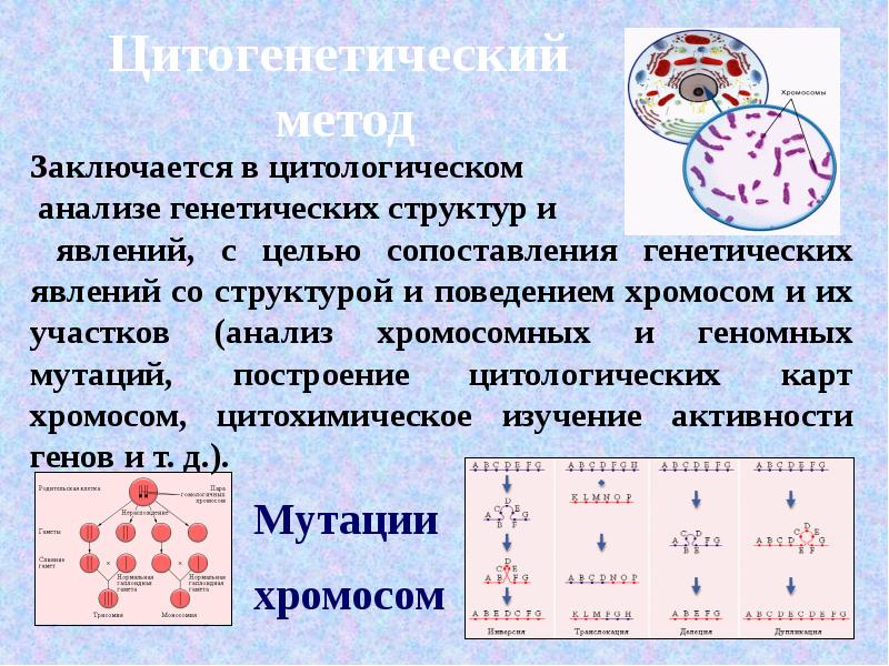 Цитогенетический метод картинки для презентации