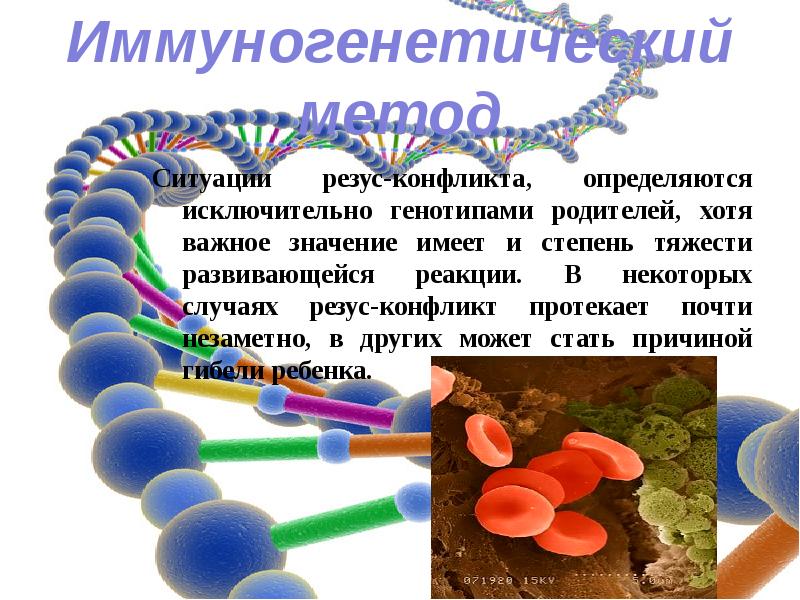 Иммуногенетический метод генетики презентация