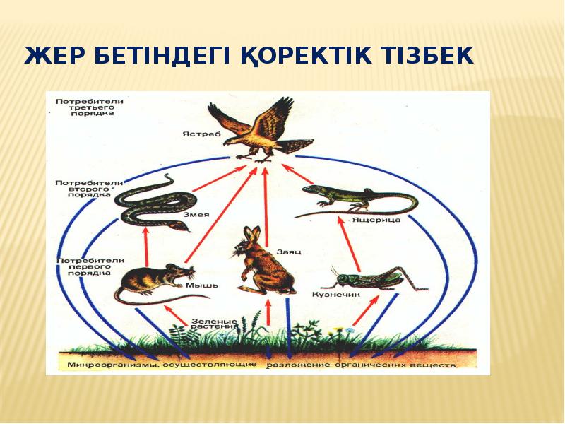 Қоректену тізбегі тех карта