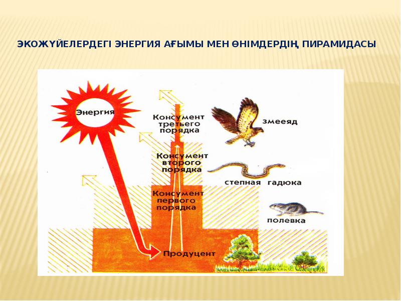 Қоректену тізбегі тех карта