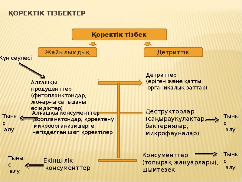 Қоректену тізбегі тех карта