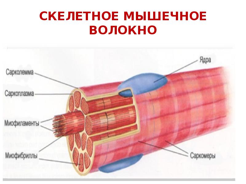 Мышечные ткани презентация