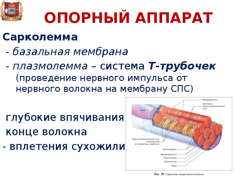 Пластика с применением свободной пересадки тканей презентация