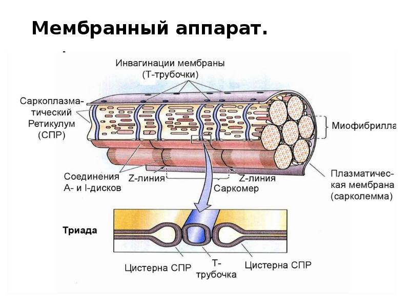 Пластика с применением свободной пересадки тканей презентация