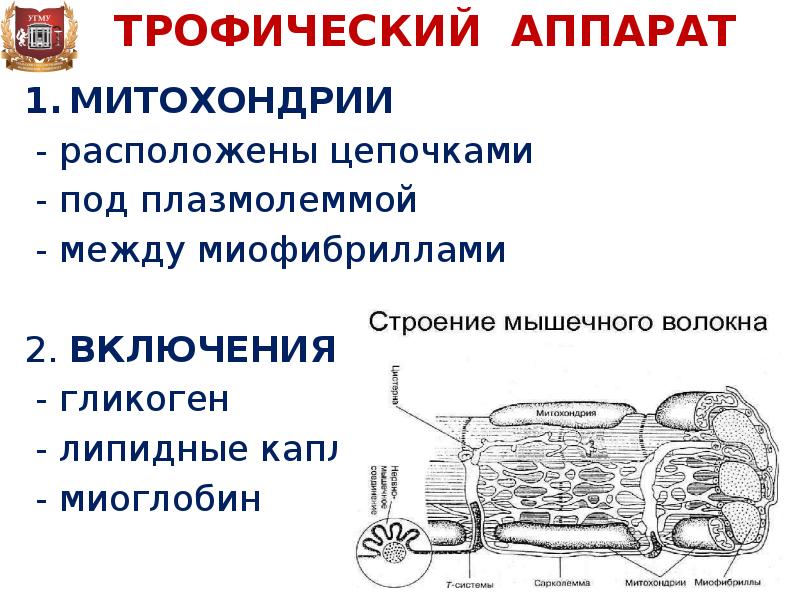 К опорному аппарату мышечного волокна относят