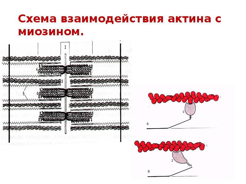 Пластика с применением свободной пересадки тканей презентация