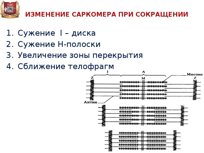 Схема сокращения саркомера