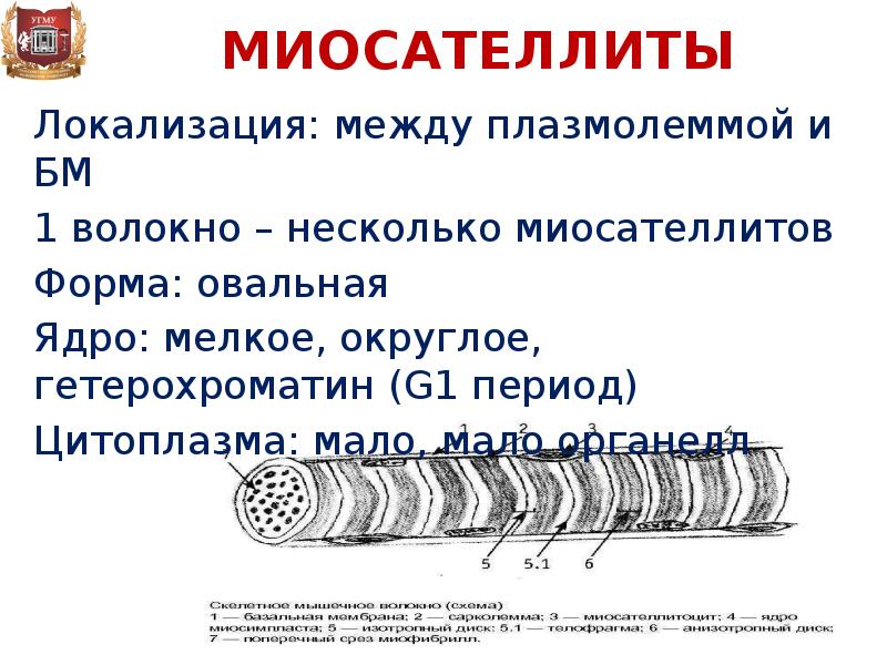 Пластика с применением свободной пересадки тканей презентация