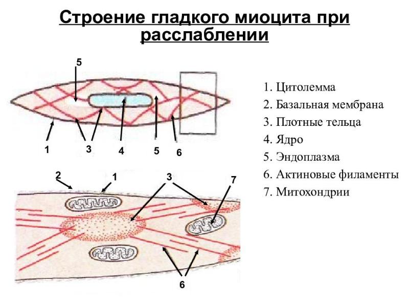 Мышечная клетка. Строение сократительного аппарата гладких миоцитов. Сократительный аппарат гладкой мышечной ткани. Строение гладких миоцитов. Гладкие миоциты гистология строение.