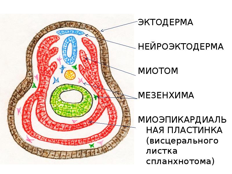 Ткани эктодермы