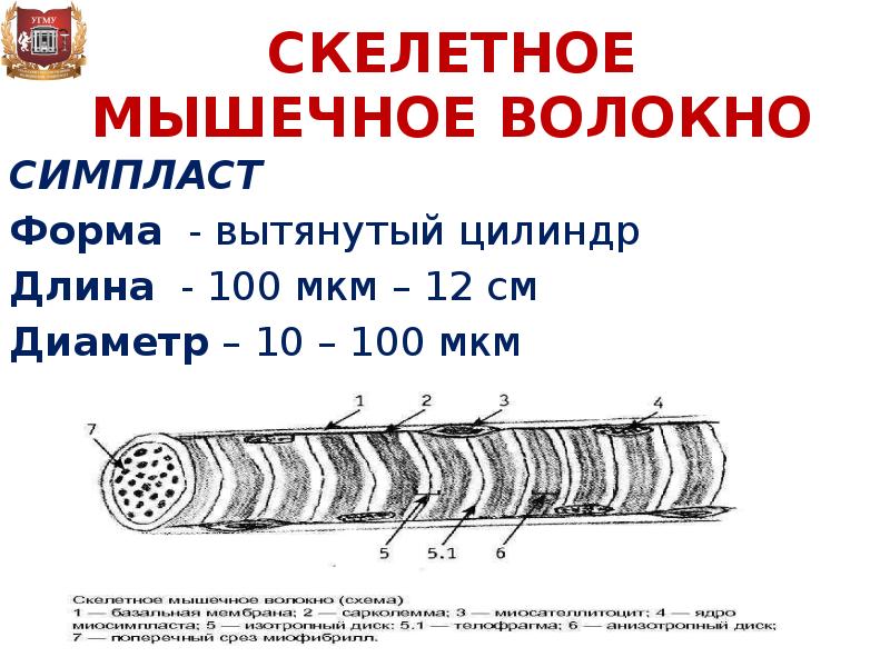 Пластика с применением свободной пересадки тканей презентация