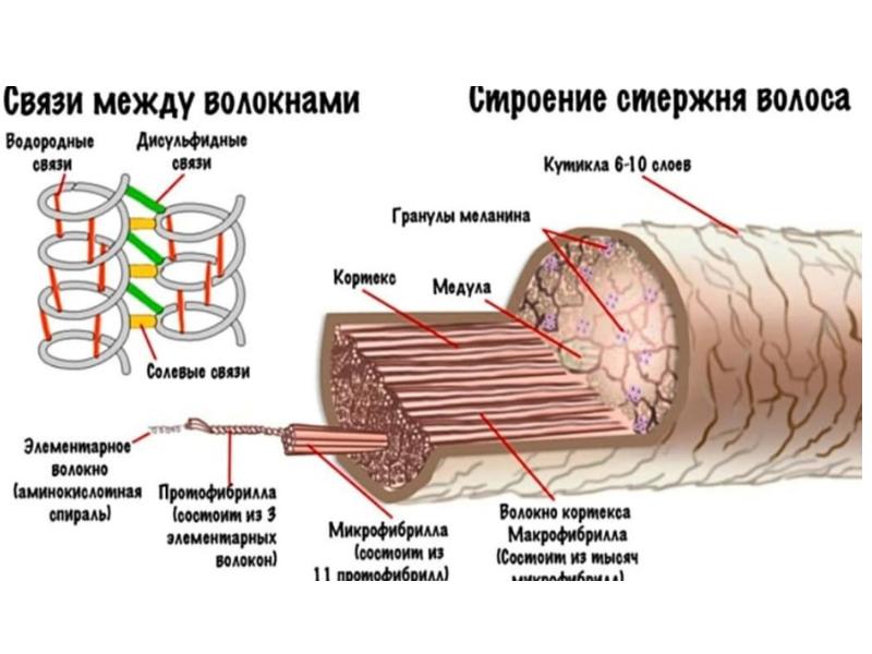 Структура волоса окрашивание волос