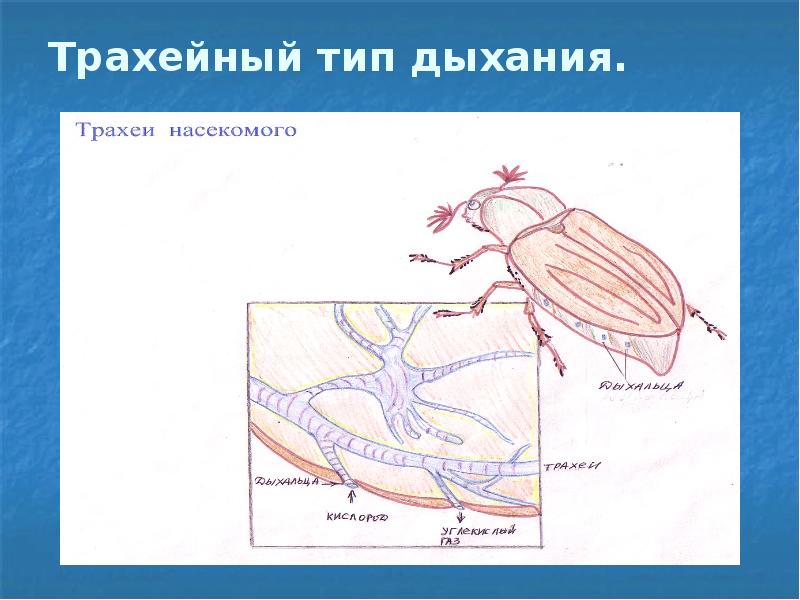 Нарисовать живых организмов с разными типами дыхания