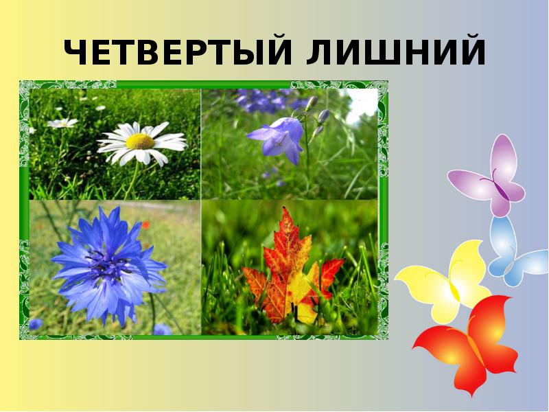 Цветы презентация логопеда