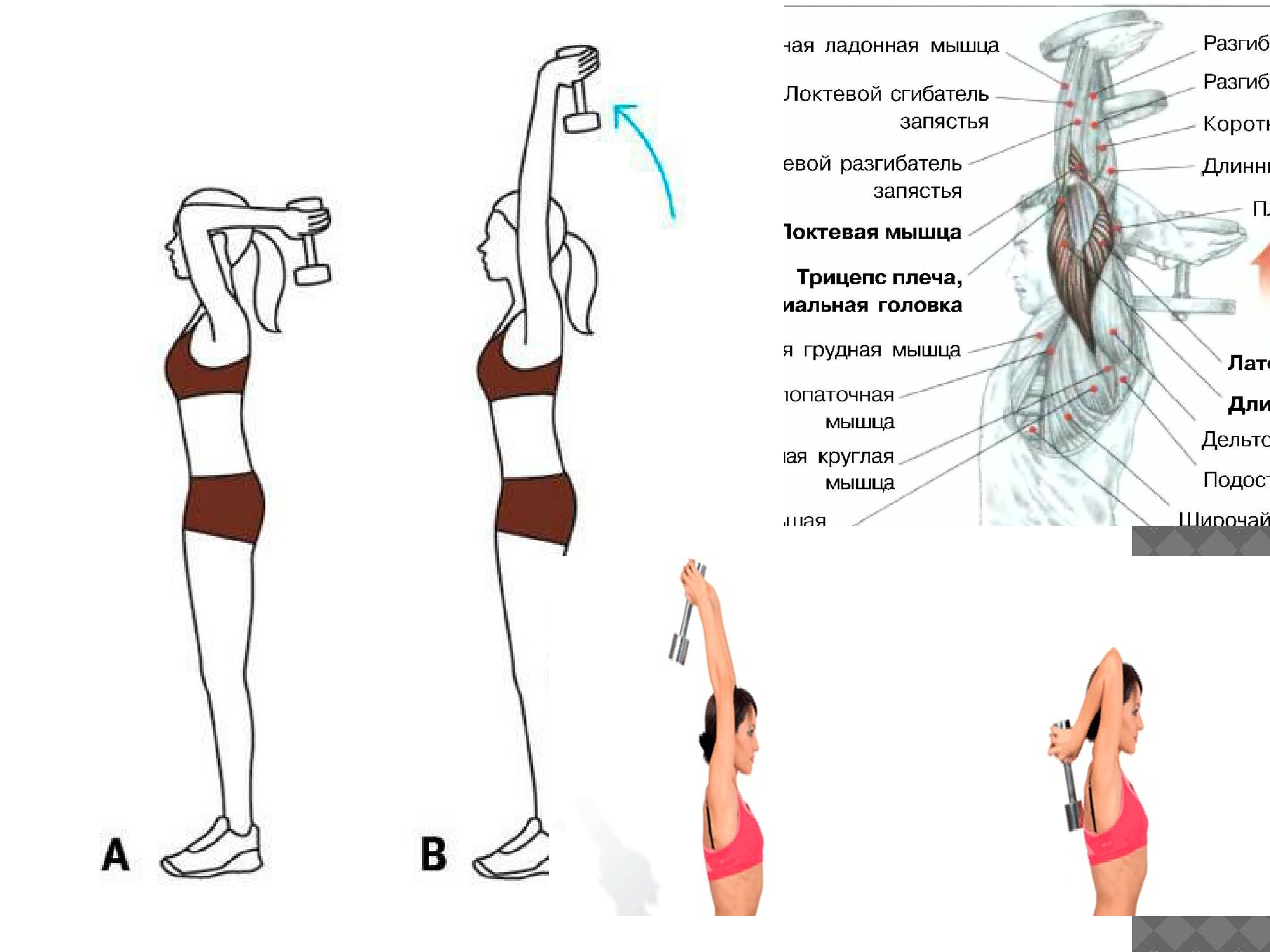 качать грудь трицепс фото 63