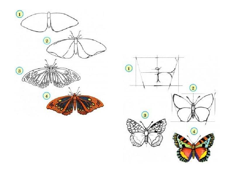 Видеоурок рисуем бабочку