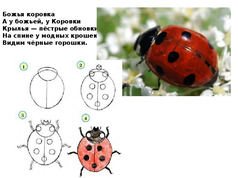 Божья коровка изо 1 класс презентация