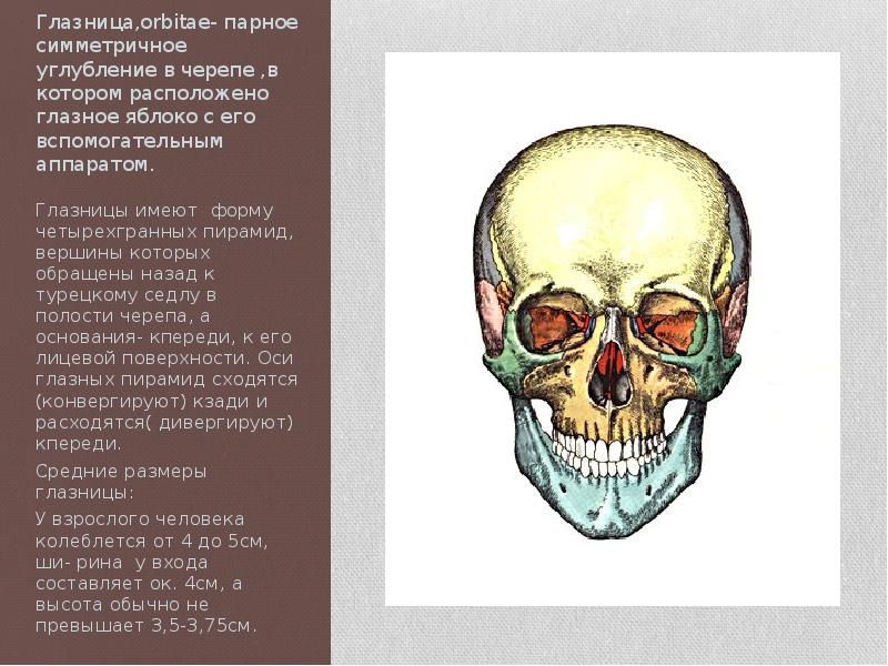 костные стенки глазницы анатомия. строение глазницы анатомия человека. костные стенки глазницы анатомия. сообщения глазницы с черепом. глазница анатомия синельников.