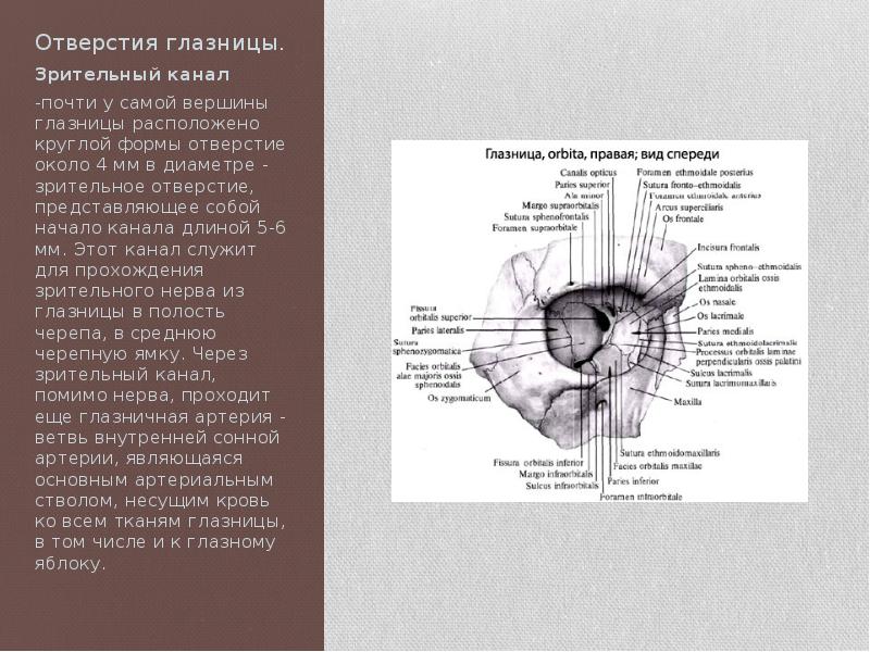 Отверстия глазницы. Каналы и отверстия глазницы. Зрительный канал глазницы. Отверстия глазницы и их содержимое.