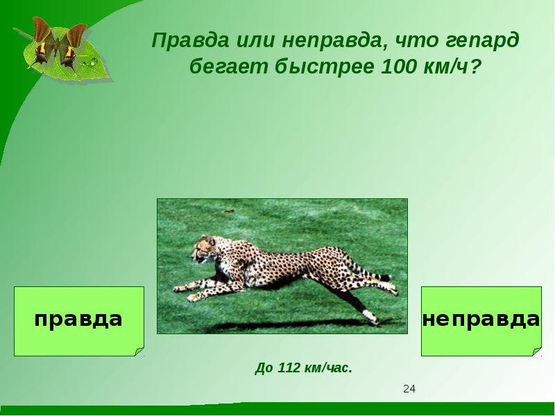 Сколько скорость гепарда. Скорость гепарда км/ч максимальная. Скорость гепарда км/ч. Максимальная скорость гепарда. Гепард бегает со скоростью.