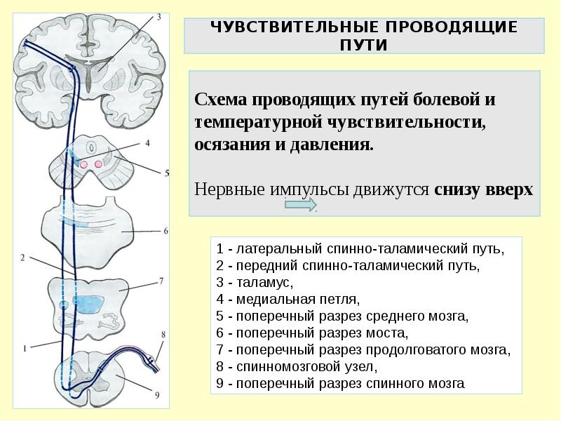 Список проводящих путей. Проводящие пути болевой чувствительности. Путь болевой и температурной чувствительности. Проводящий путь болевой и температурной чувствительности. Проводящие пути схема.