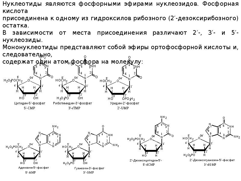 Нуклеиновые кислоты фосфор. Строение полинуклеотида. Происхождение термина полинуклеотид. Олигонуклеотид, полинуклеотид. Нуклеиновые кислоты полинуклеотиды.