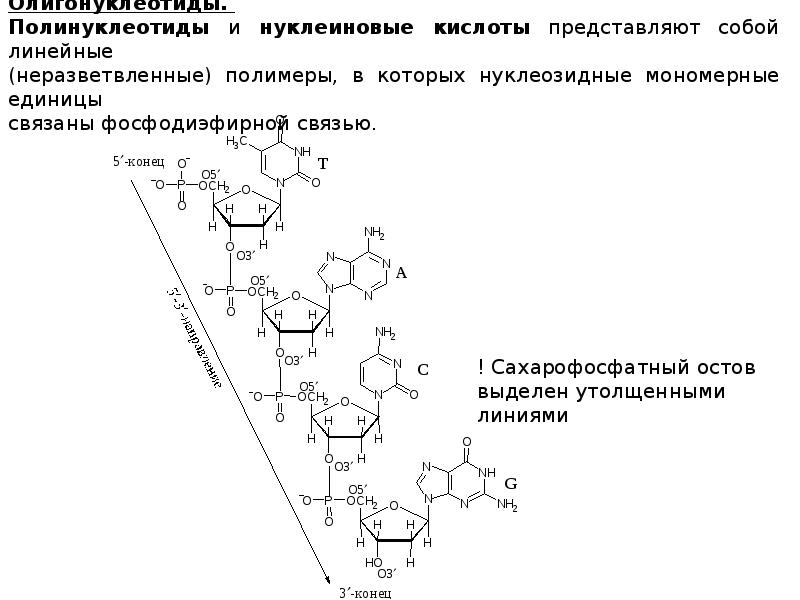 Строение полинуклеотида в виде схемы