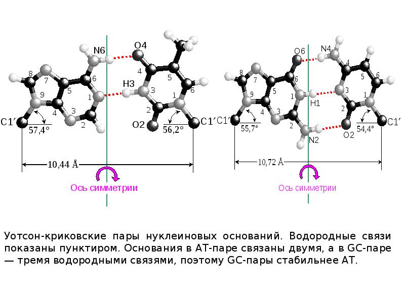 Строение полинуклеотида в виде схемы