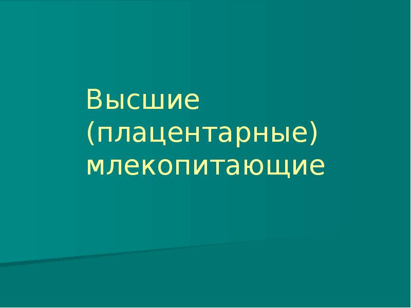 Высшие (плацентарные) млекопитающие Высшие (плацентарные) млекопитающие