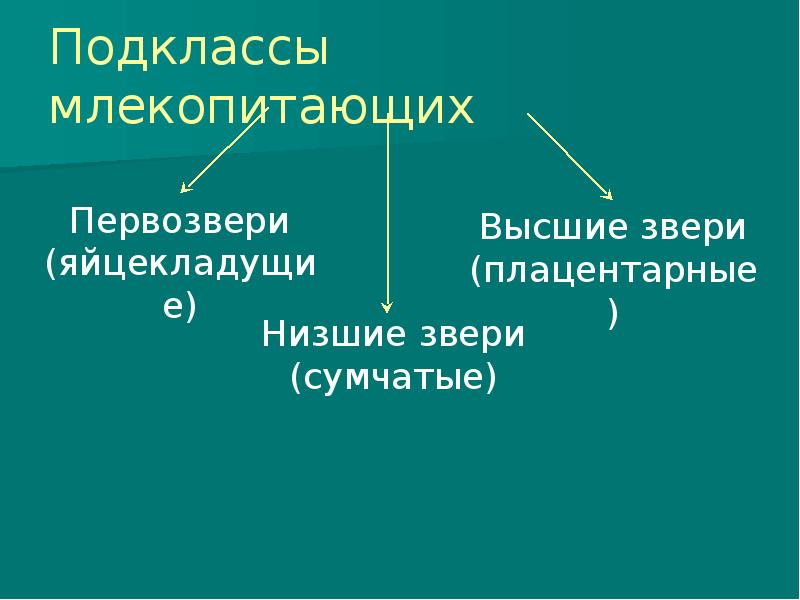 Подклассы млекопитающих Подклассы млекопитающих