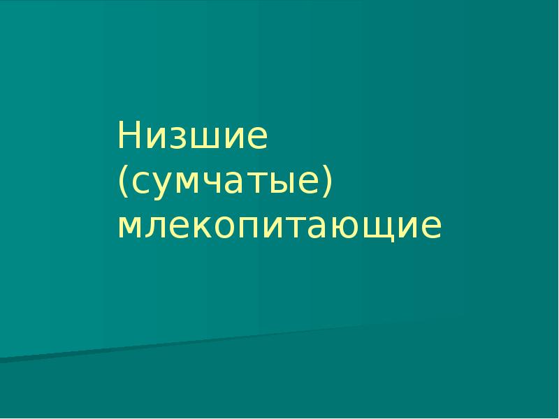 Низшие (сумчатые) млекопитающие Низшие (сумчатые) млекопитающие