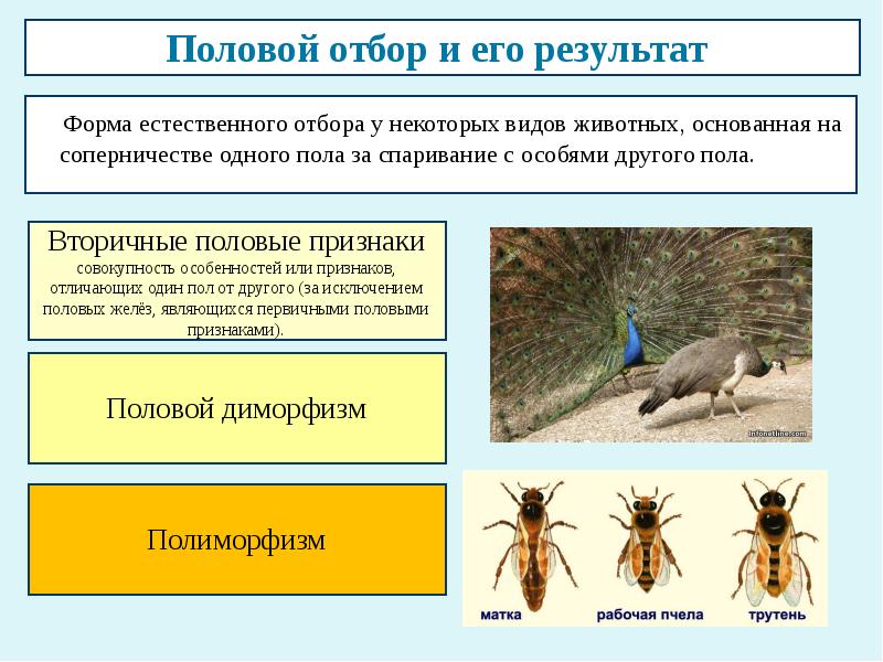 Формы естественного отбора презентация