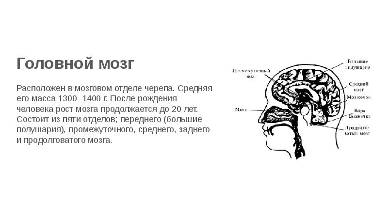 1 масса головного мозга. Мышцы головного мозга. Вес мозга 1400г. Функции мозгового отдела. Мозг из 5 отделов у кого.
