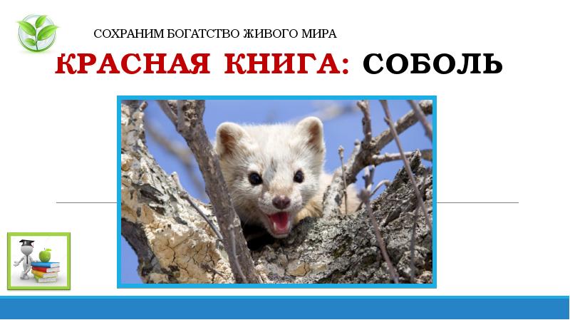 Богата жива. Богата жива. Природные богатства для презентации. Богатство природы земли 3 класс презентация. Богата жива.