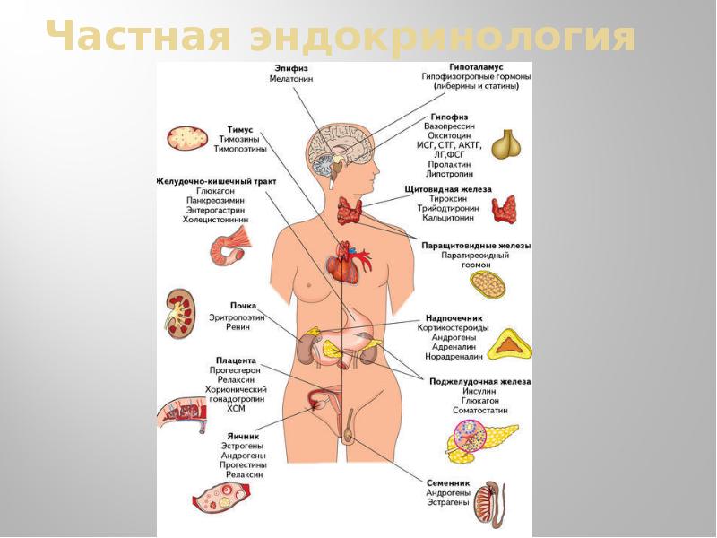 Презентация, доклад Эндокринология.