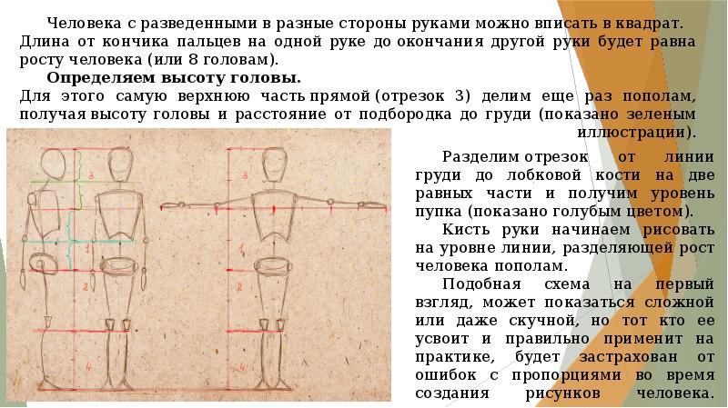 Пропорции фигуры человека презентация