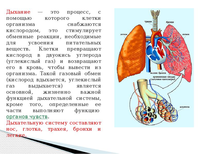 Тема дыхание 8 класс биология