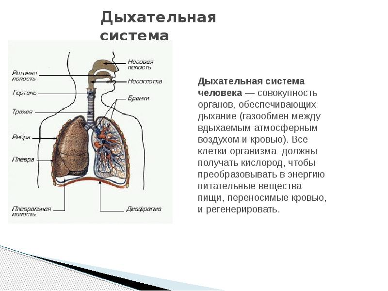 Тест по биологии дыхательная система 9 класс