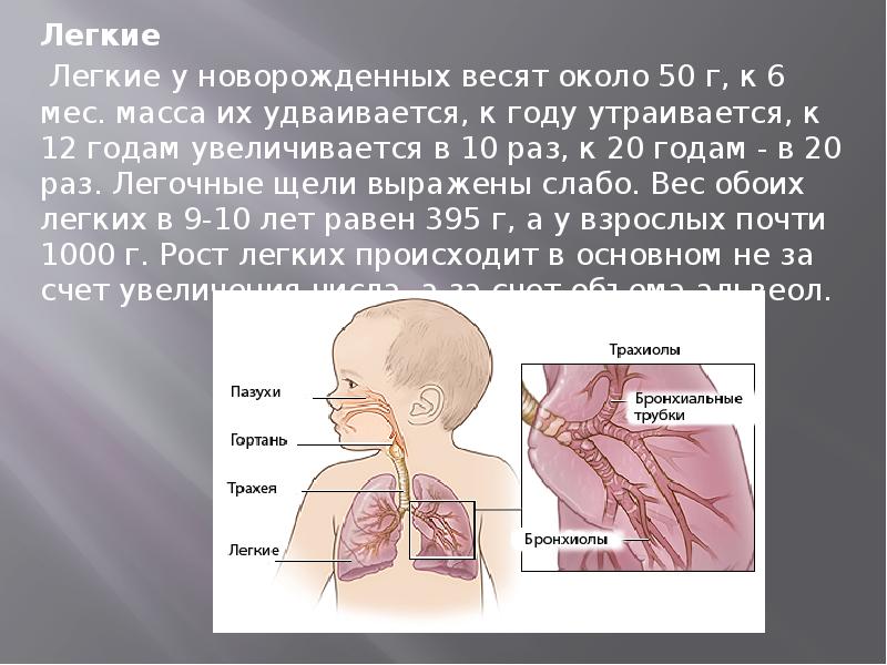 Возрастные особенности дыхательной системы презентация