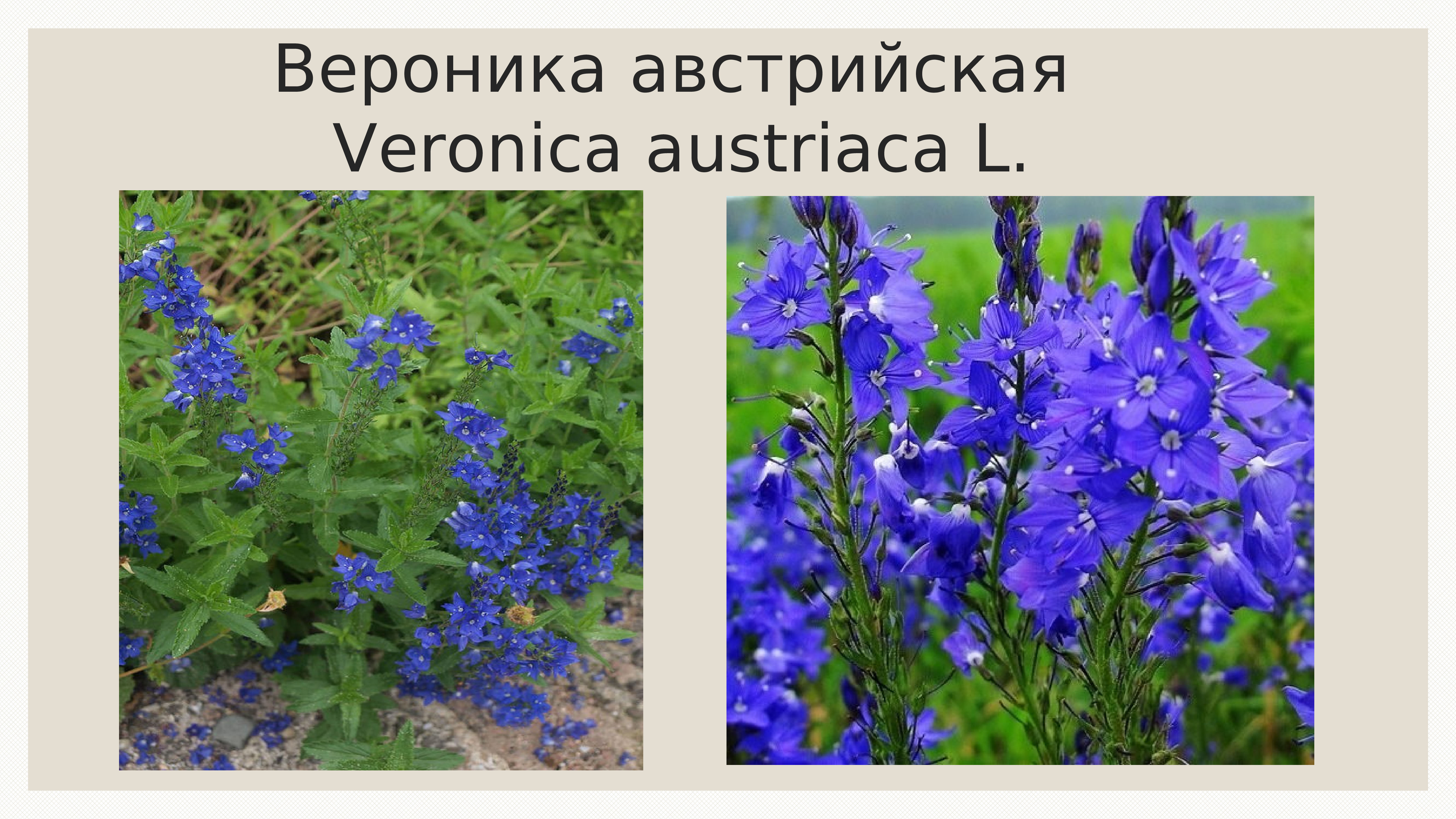 Вероника Австрийская Royal Blue