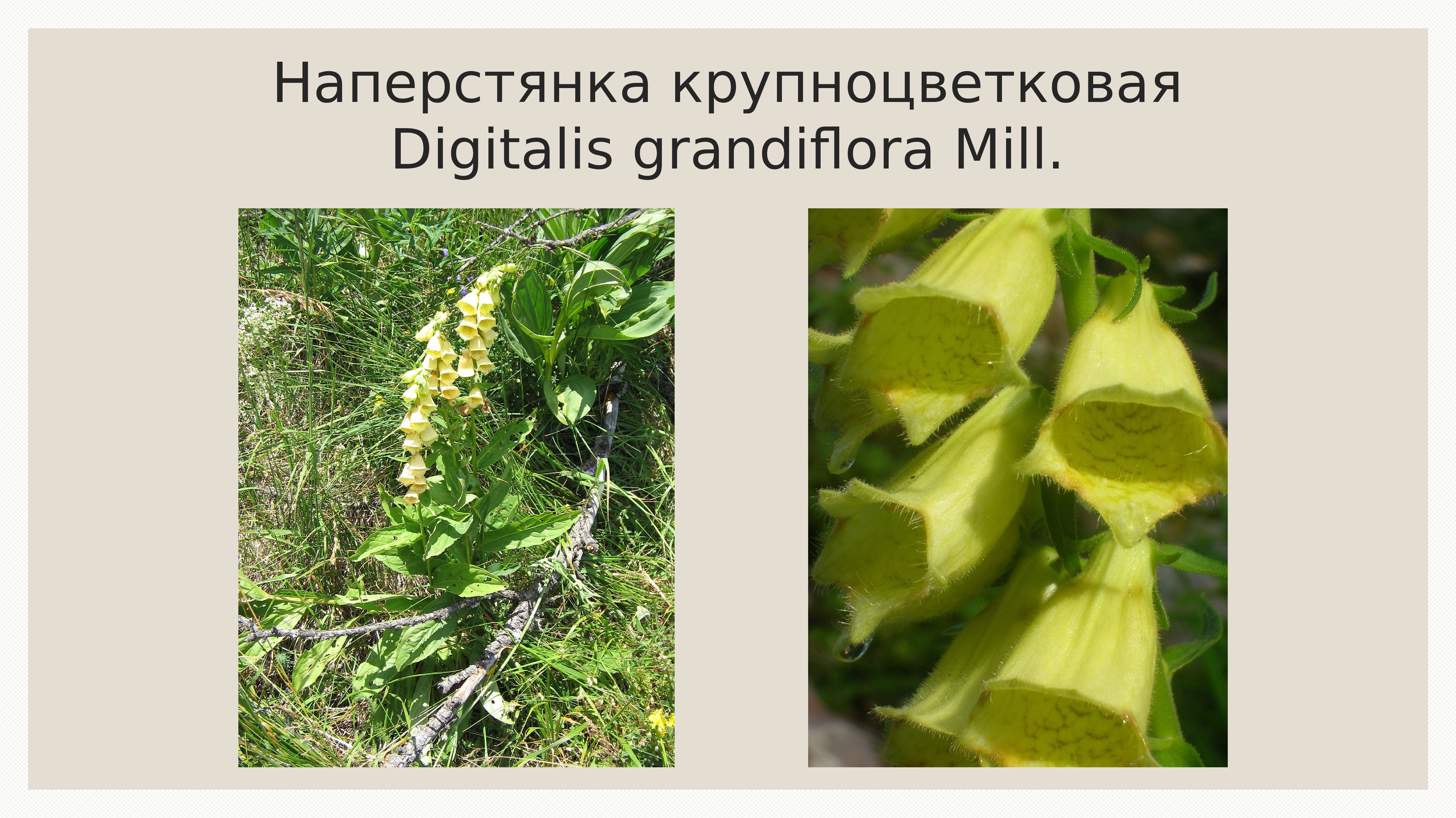 Наперстянка крупноцветковая – digitalis grandiflora Mill.