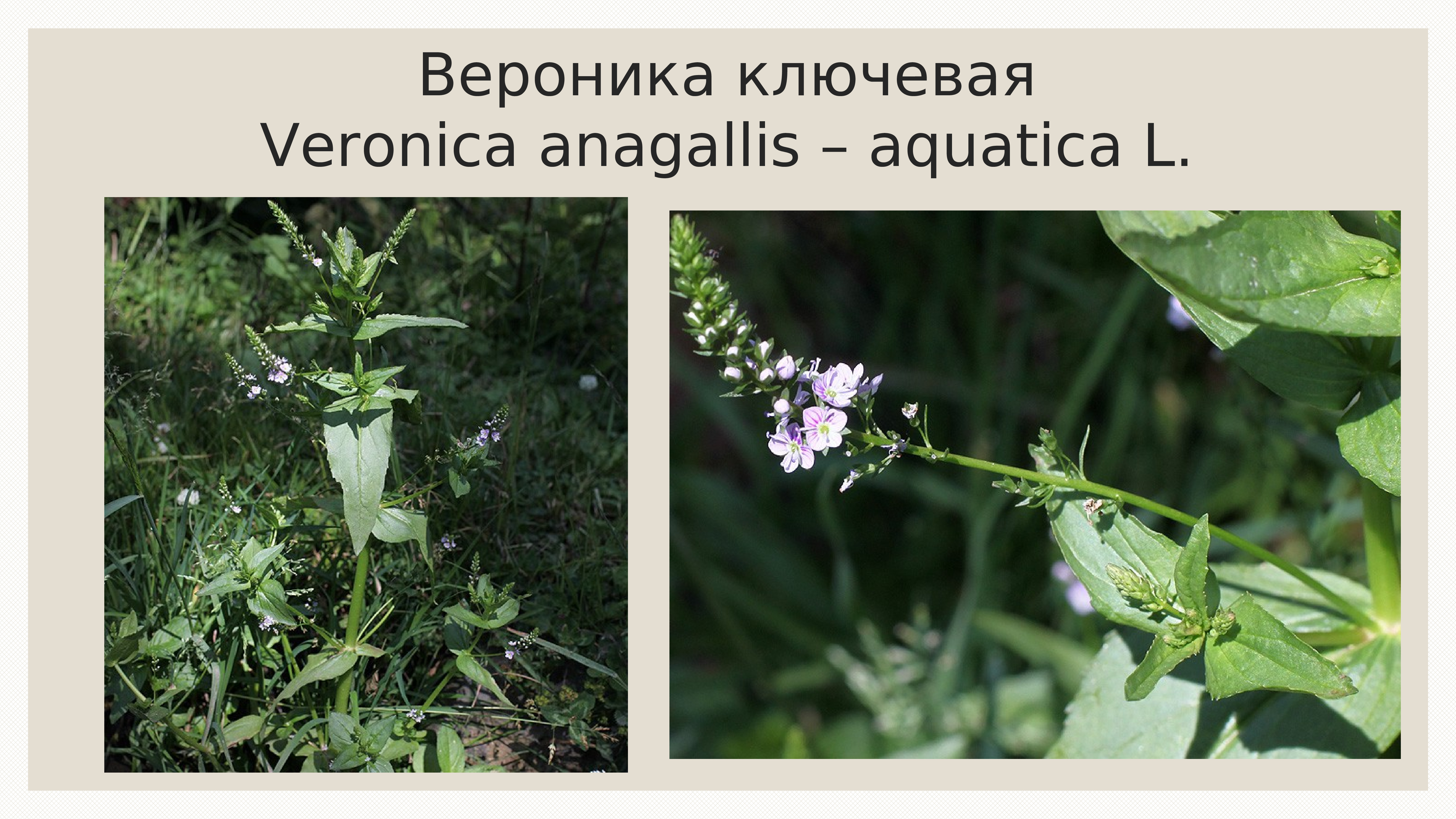 Montale aquatica. Veronica Anagallis-Aquatica. Veronica Anagallis-Aquatica l..
