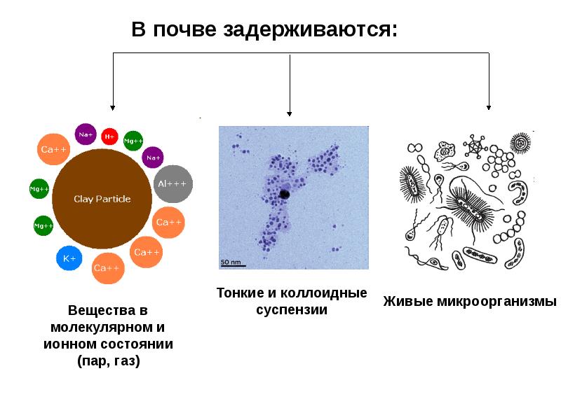 Поглотительная способность почвы презентация