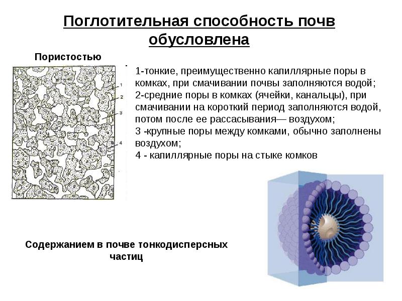 Поглотительная способность почвы презентация